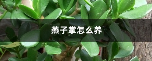 燕子掌怎么养