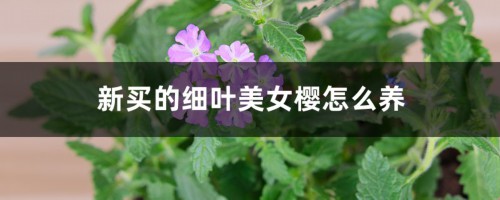 新买的细叶美女樱怎么养