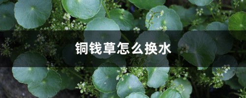 铜钱草怎么换水，多久换一次水