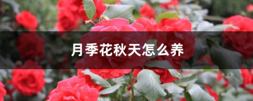 月季花秋天怎么养