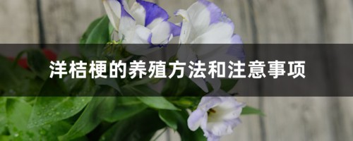 洋桔梗的养殖方法和注意事项