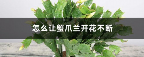 怎么让蟹爪兰开花不断，开花后怎样养护