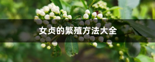 女贞的繁殖方法大全