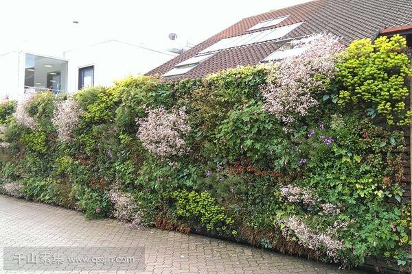 墙上植物